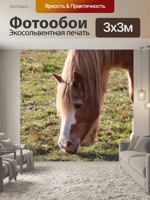 Фотообои Лошадь