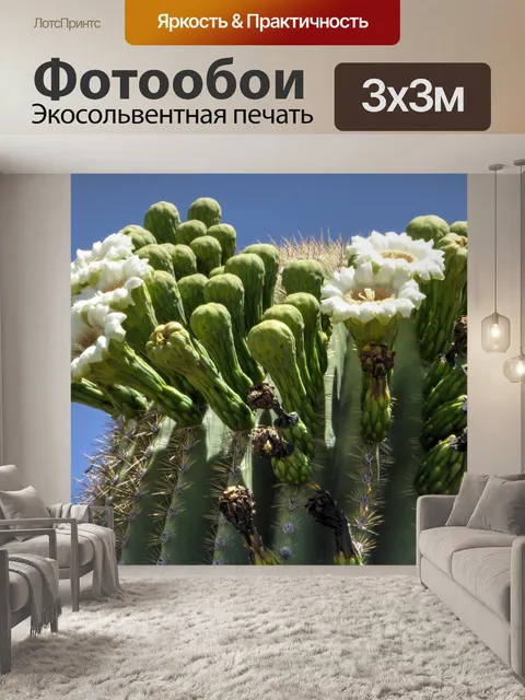 Фотообои Кактус Цветы