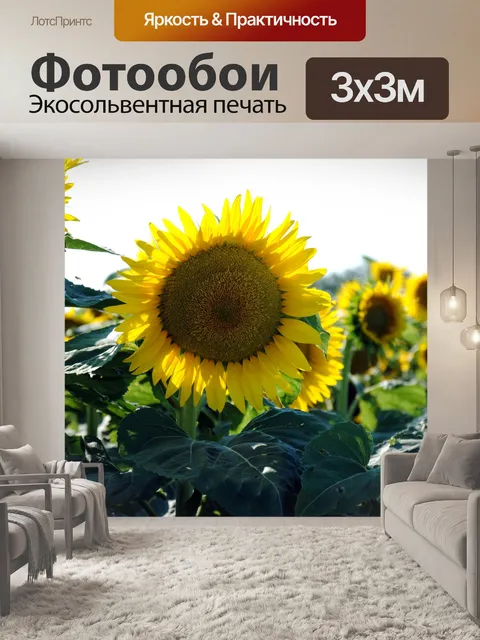Фотообои Подсолнечник