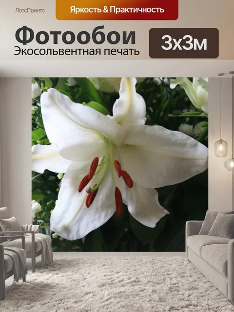 Фотообои белый цветок лилии