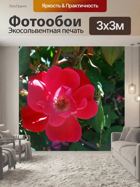 Фотообои Deep Red нокаут роз