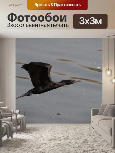 Фотообои Баклан
