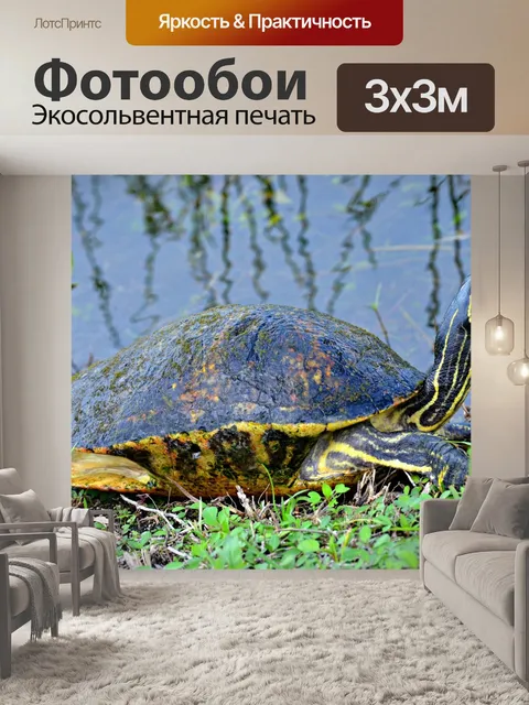 Фотообои Черепаха