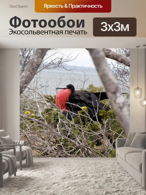 Фотообои Фрегат птицы