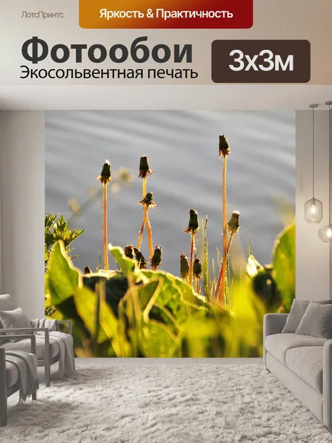Фотообои Одуванчики
