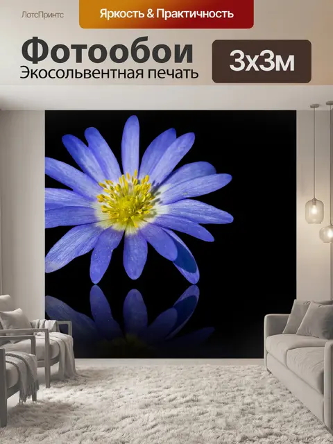 Фотообои Цветок голубой Анемон