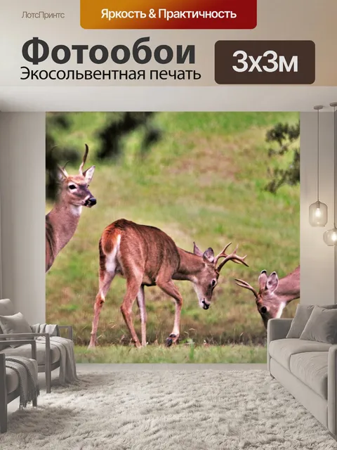 Фотообои Три молодых белых хвоста