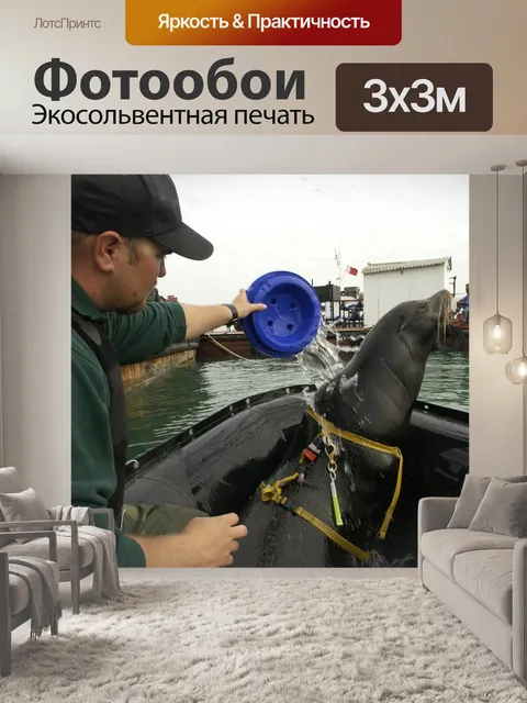 Фотообои Морской лев