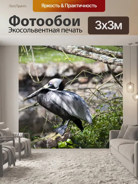 Фотообои Пеликан