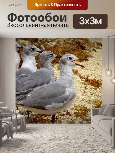 Фотообои Чайка