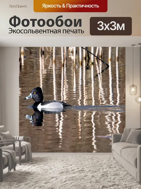 Фотообои Кольцо шеей утка