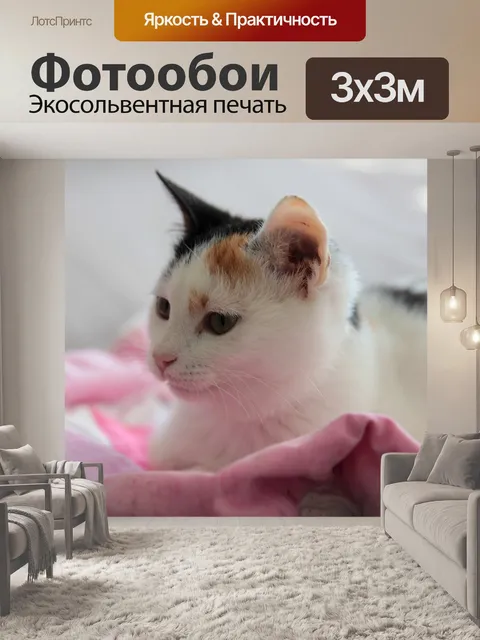 Фотообои Кот