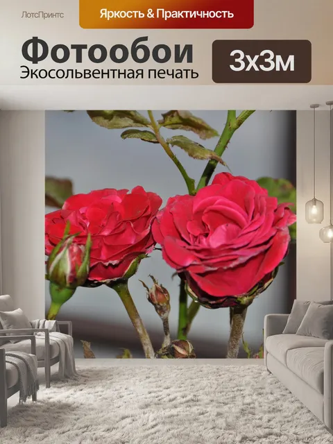 Фотообои Красивые красные розы