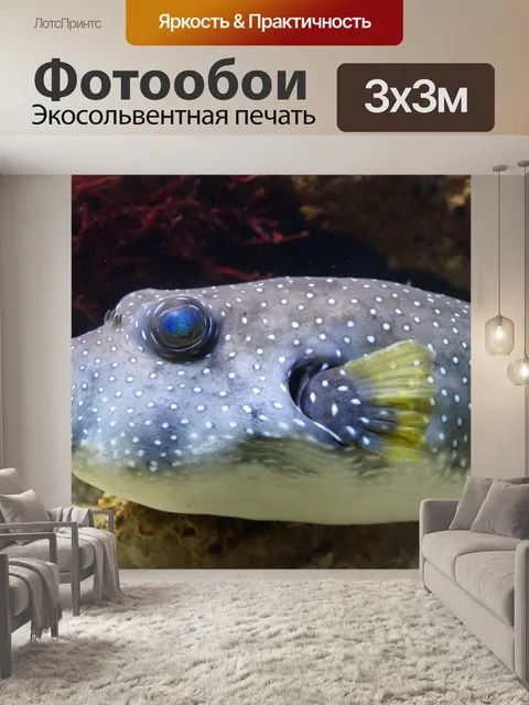 Фотообои Рыба фугу