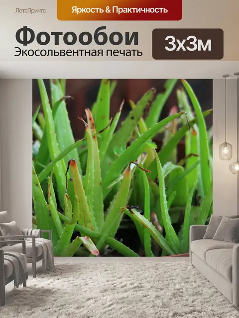 Фотообои горшечные алоэ вера