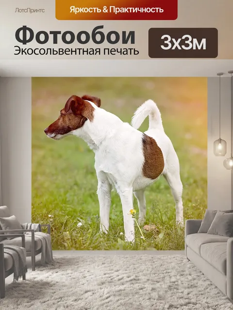 Фотообои Собака