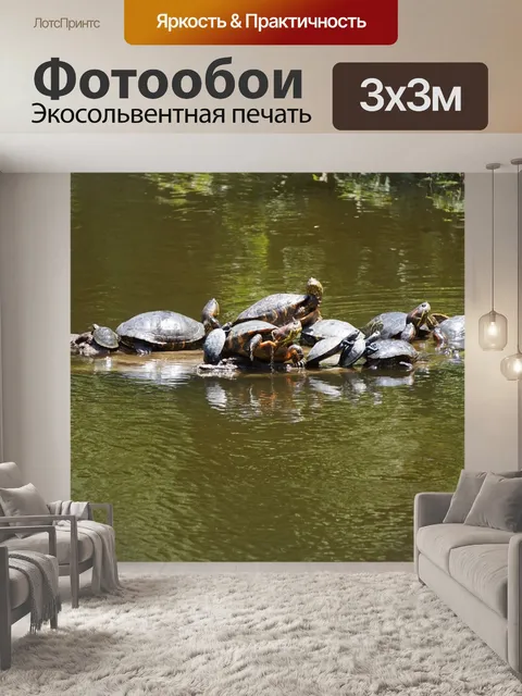 Фотообои Черепахи