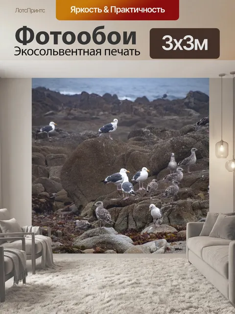 Фотообои Чайки на морских скалах