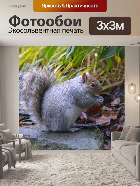 Фотообои Серый белок