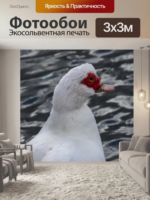 Фотообои Мускусная утка