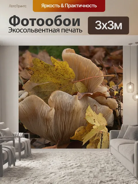 Фотообои Грибы