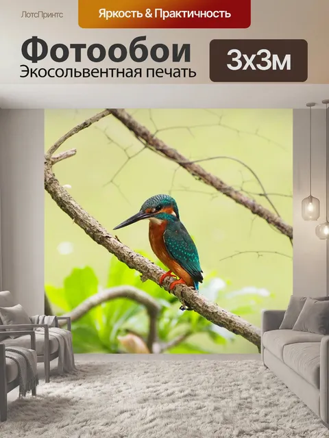 Фотообои Зимородок