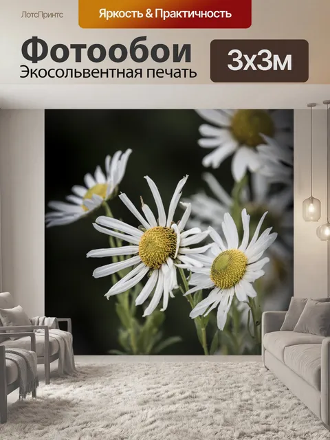 Фотообои Дейзи Цветы