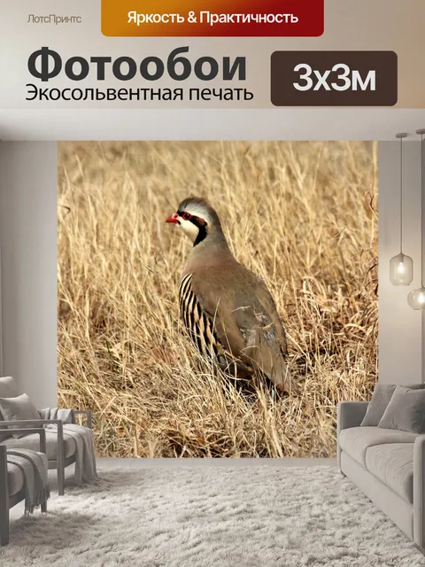 Фотообои Чукарская птица в коричневой траве