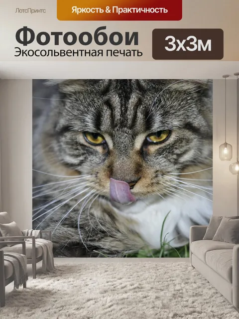 Фотообои Кошка мейн-кун