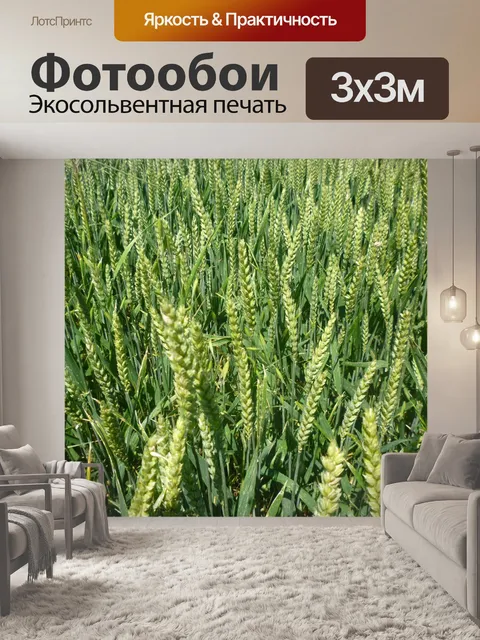 Фотообои Пшеница