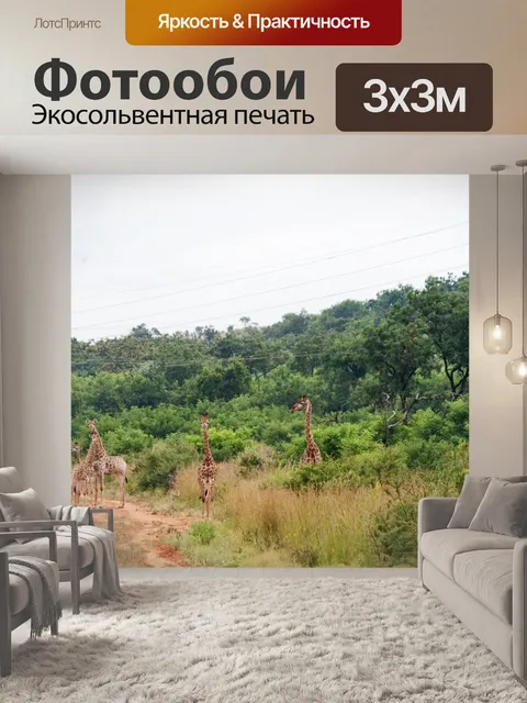 Фотообои группа жирафов на грунтовой дороге