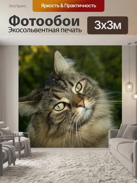 Фотообои Кот