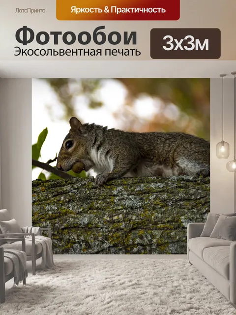 Фотообои Белка с желудь
