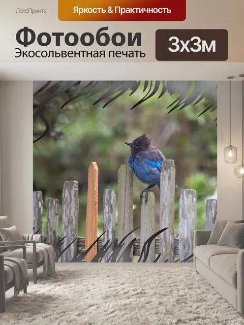 Фотообои голубая сойка