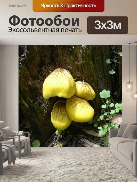 Фотообои Желтые грибы