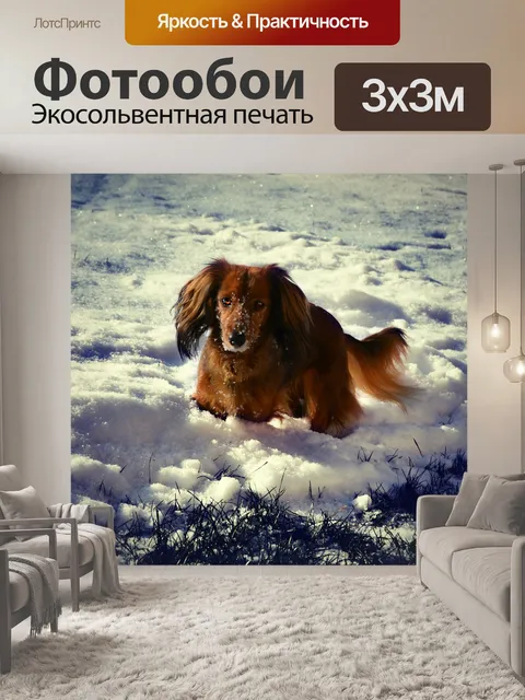 Фотообои Такса