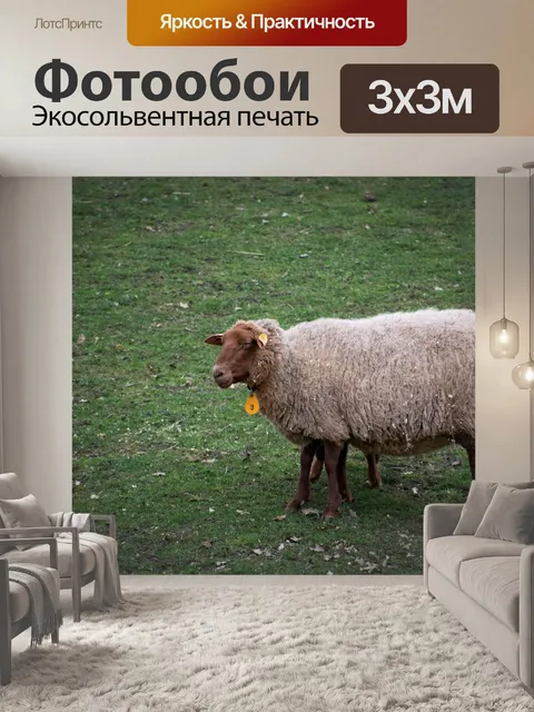 Фотообои Коричневая овца, сельскохозяйственное жи