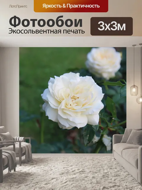 Фотообои Белая роза