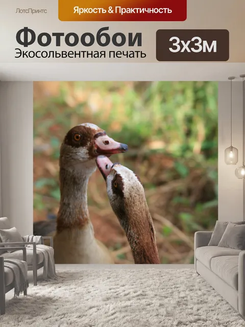 Фотообои египетские гуси говорят