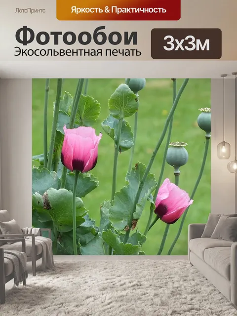 Фотообои Маки