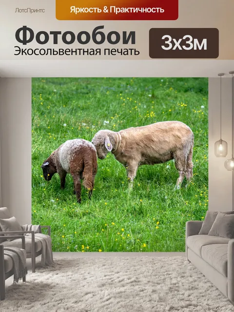 Фотообои Овец