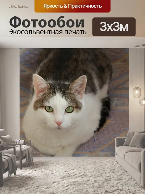 Фотообои Cat