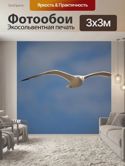 Фотообои Полет Чайки