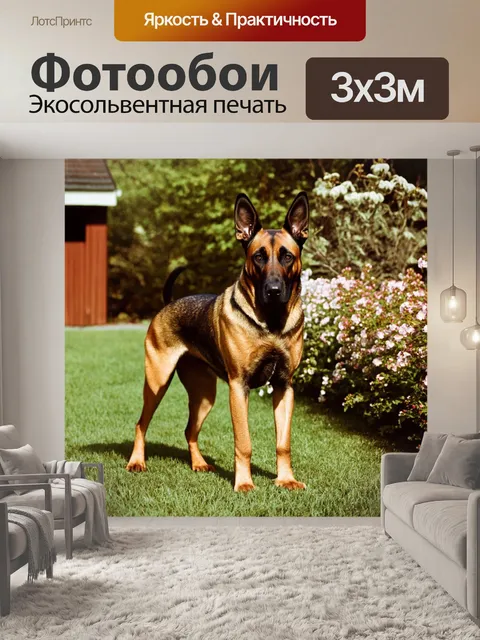 Фотообои бельгийский малинуа, охраняющий свой дом, стоит на заднем дворе с растущими цветами и зеленью вокруг
