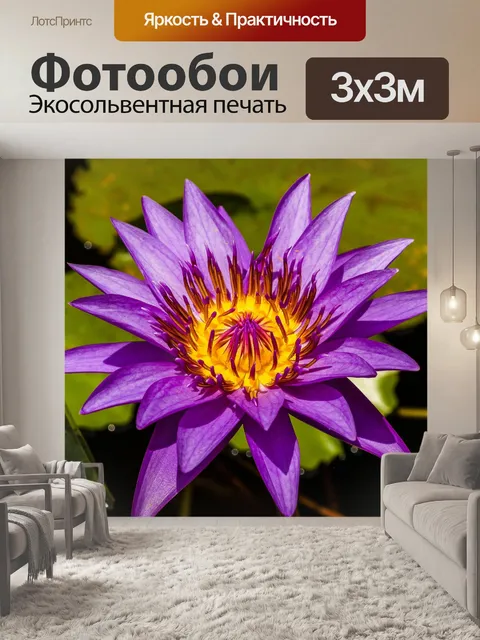 Фотообои Красивый цветок лотоса кувшинки