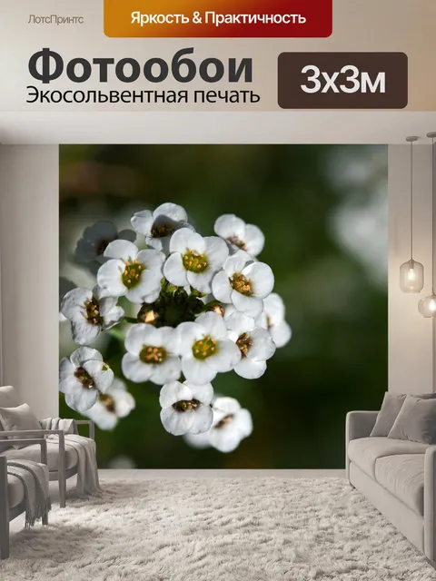 Фотообои белый сладкий алиссум вблизи