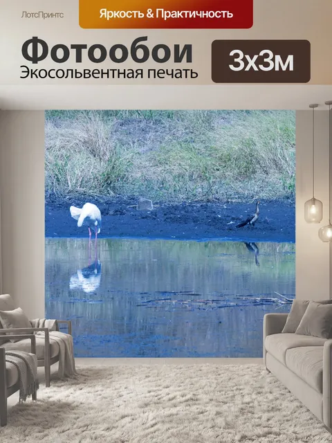 Фотообои африканская колпица чистка перьев