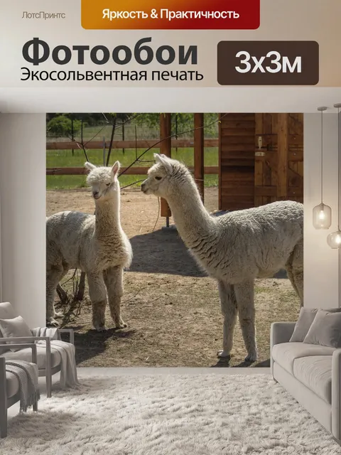 Фотообои Лама