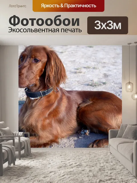 Фотообои Собака