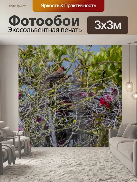 Фотообои зяблик птица